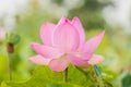 Blooming lotus flower over green background. Royalty Free Stock Photo