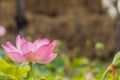 Blooming lotus flower over green background Royalty Free Stock Photo