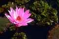 Blooming lotus flower in pond, Pink Lotus