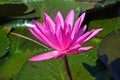 Blooming lotus flower in pond, Pink Lotus