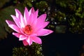 Blooming lotus flower in pond, Pink Lotus