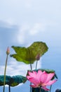 Lotus flower blooming in summer with a pond reflecting the sky in the background Royalty Free Stock Photo