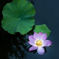 A blooming lotus flower Royalty Free Stock Photo