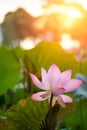 a blooming lotus flower with sunshine vertical composition Royalty Free Stock Photo