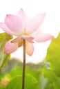 A blooming lotus flower with sunshine vertical composition Royalty Free Stock Photo