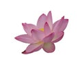 A blooming Lotus flower on a white background Royalty Free Stock Photo