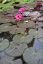 Blooming lotus flowers floating on the pond Royalty Free Stock Photo