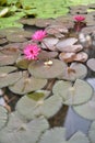 Blooming lotus flowers floating on the pond Royalty Free Stock Photo