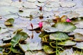 Blooming lotus flowers and leaves beauty nature in lake phatthalung Royalty Free Stock Photo