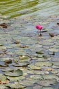 Blooming lotus flowers and leaves beauty nature in lake phatthalung Royalty Free Stock Photo