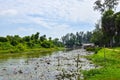 Blooming lotus flowers and leaves beauty nature in lake phatthalung Royalty Free Stock Photo