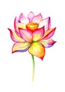 Blooming Lotus. Hand drawn decorative design element. Watercolor illustration isolated on a white background.