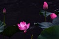 Blooming lotus in lake