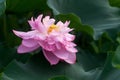 A blooming lotus Royalty Free Stock Photo