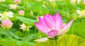 Blooming lotus or water lily on bright summer background