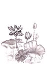 blooming lotuses on the lake chinese style ink drawing on rice paper