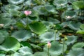 Lotuses garden with flowers Royalty Free Stock Photo