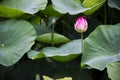 Blooming Lotuses