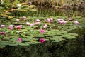 Blooming lotuses in a pond in St. Petersburg Royalty Free Stock Photo