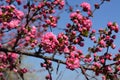 Blooming Louiseania triloba Amygdalus triloba. Bright pink flowers bloom in early spring