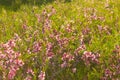Blooming low steppe almond with pink flowers, dwarf Russian almond, ornamental shrubs for the garden, floral background, wallpaper