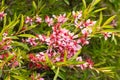 Blooming low steppe almond with pink flowers, dwarf Russian almond, ornamental shrubs for the garden, floral background, wallpaper