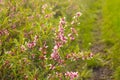 Blooming low steppe almond with pink flowers, dwarf Russian almond, ornamental shrubs for the garden, floral background, wallpaper