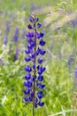 Blooming lupine blue cyan single, vertical beautiful lupine flower, wild blooming meadow Lupinus