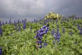 Blooming lupine flower close up against the background of a field of blooming flowers and a stormy sky