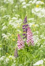 Blooming lupine flower. lupines summer flower background. A field of lupines. Violet spring and summer flower. Royalty Free Stock Photo