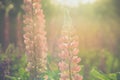 Blooming lupine flowers. A field of lupines. Colorful summer flower background.