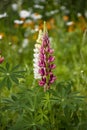 Blooming Lupine Flowers. A Field Of Lupines. Pink And White Lupine In Meadow