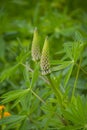 Blooming lupine flowers. A field of lupines. Violet and pink lupin in meadow Royalty Free Stock Photo