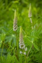 Blooming lupine flowers. A field of lupines. Violet and pink lupin in meadow Royalty Free Stock Photo