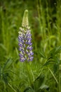 Blooming lupine flowers. A field of lupines. Violet and pink lupin in meadow Royalty Free Stock Photo
