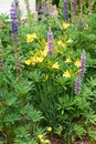 Blooming lupine flowers. A field of lupines. Violet and pink lupin in meadow Royalty Free Stock Photo