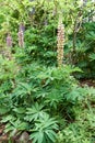 Blooming lupine flowers. A field of lupines. Violet and pink lupin in meadow Royalty Free Stock Photo