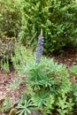 Blooming lupine flowers. A field of lupines. Violet and pink lupin in meadow