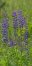 Blooming lupine flowers. A field of lupines. Violet and pink lupin in meadow. Beauty flowers of blue lupine in morning Royalty Free Stock Photo