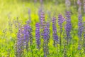 Blooming Lupine Flowers. A Field Of Lupines. Violet And Pink Lupin In Meadow. Beauty Flowers Of Blue Lupine In Morning