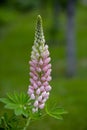 Blooming lupine flowers. A field of lupines. Violet and pink lupin in meadow. Colorful bunch of lupines summer flower background Royalty Free Stock Photo