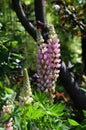 Blooming lupine flowers. A field of lupines. Violet and pink lupin in meadow. Colorful bunch of lupines summer flower background Royalty Free Stock Photo