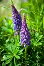 Blooming lupine flowers. A field of lupines. Violet and pink lupin in meadow. Colorful bunch of lupines summer flower background Royalty Free Stock Photo