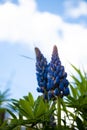 Blooming lupine flowers. A field of lupines. Violet and pink lupin in meadow. Colorful bunch of lupines summer flower background Royalty Free Stock Photo