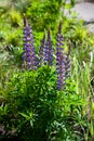 Blooming lupine flowers. A field of lupines. Violet and pink lupin in meadow. Colorful bunch of lupines summer flower Royalty Free Stock Photo