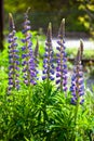 Blooming lupine flowers. A field of lupines. Violet and pink lupin in meadow. Colorful bunch of lupines summer flower Royalty Free Stock Photo