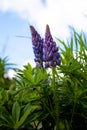 Blooming lupine flowers. A field of lupines. Violet and pink lupin in meadow. Colorful bunch of lupines summer flower Royalty Free Stock Photo