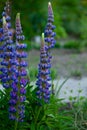 Blooming lupine flowers. A field of lupines. Violet and pink lupin in meadow. Colorful bunch of lupines summer flower background Royalty Free Stock Photo