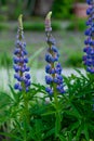 Blooming lupine flowers. A field of lupines. Violet and pink lupin in meadow. Colorful bunch of lupines summer flower background Royalty Free Stock Photo