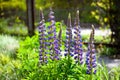 Blooming lupine flowers. A field of lupines. Violet and pink lupin in meadow. Colorful bunch of lupines summer flower background Royalty Free Stock Photo